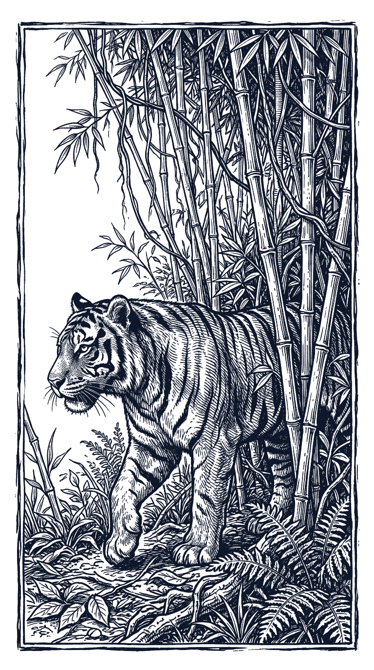 Hand-drawn sketch of a tiger stepping stealthily through bamboo stalks